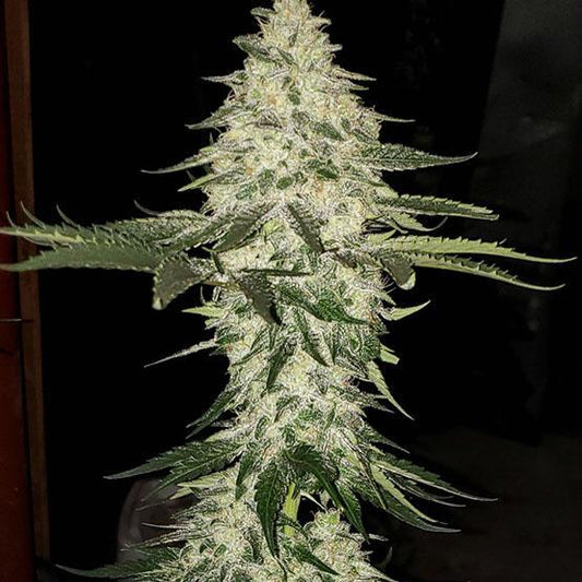 Ethos - Planet of the Grapes Auto