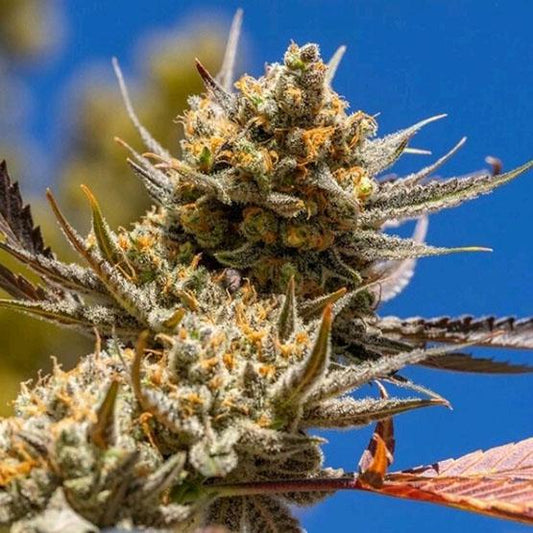 Ethos - Lemon Berry Candy OG R2