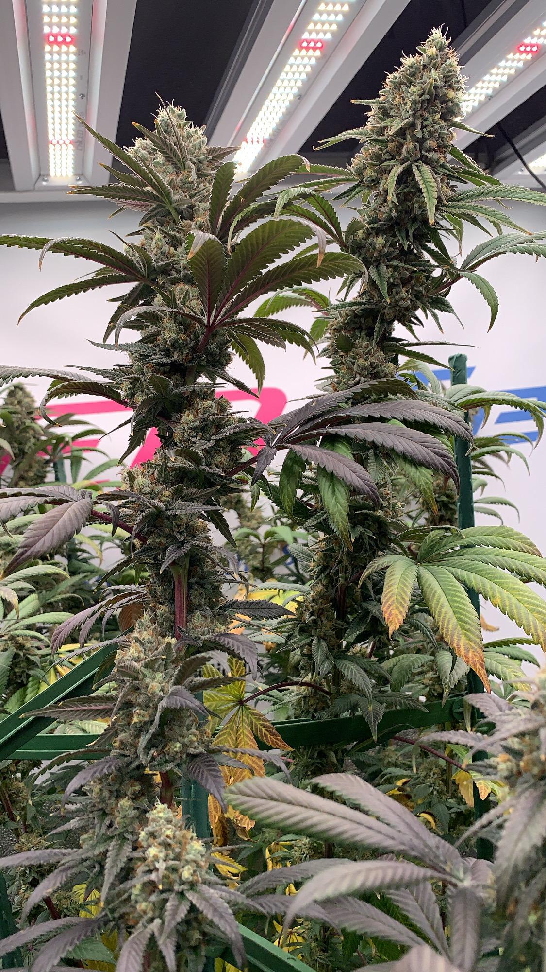 In House Genetics - Category 5