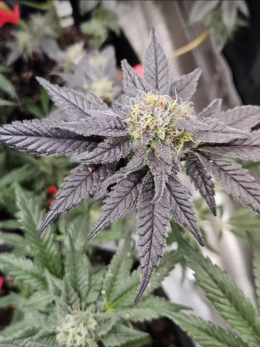 Vega Genetics - Royal cookie sorbet