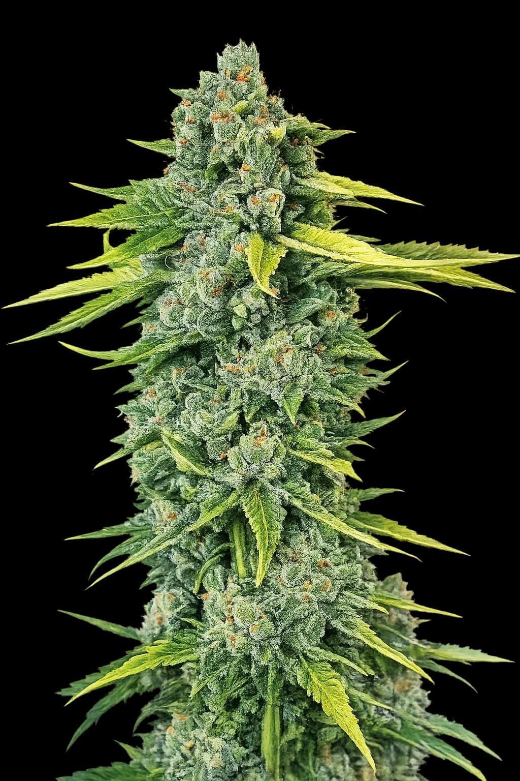cali connection - blue dream haze