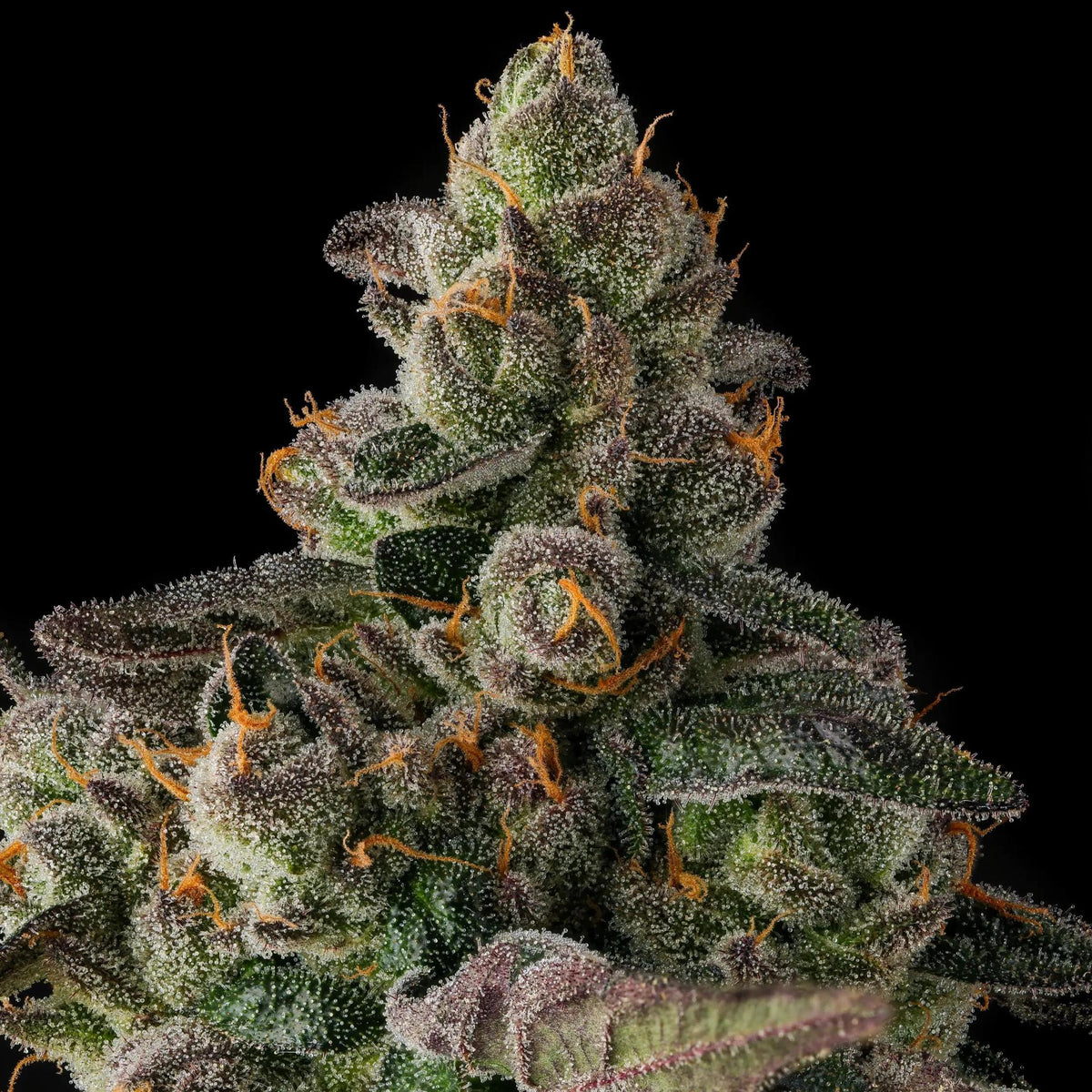 Compound Genetics - Wokstar