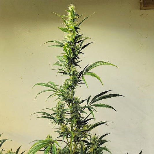 Ethos - ETHOS Haze IBL