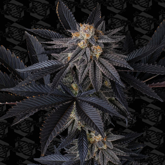 Dirty Bird - Crapple