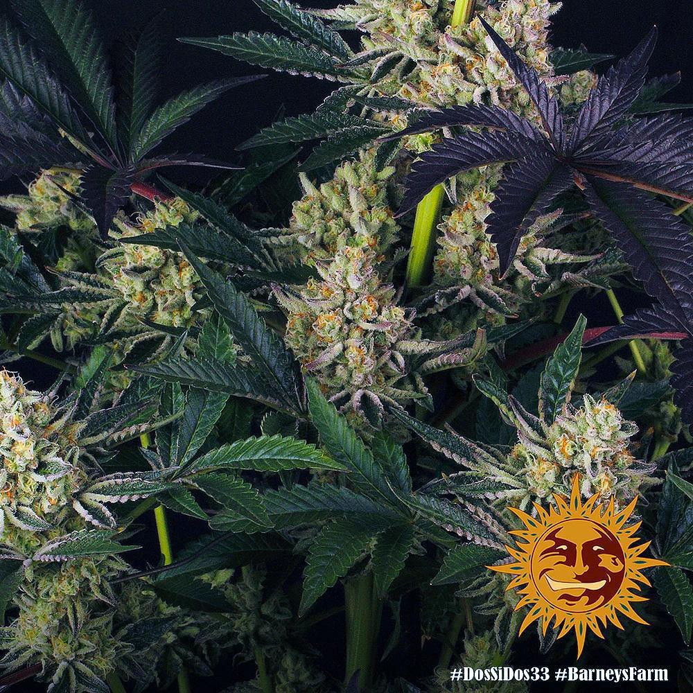Barney's Farm - Dos Si Dos 33
