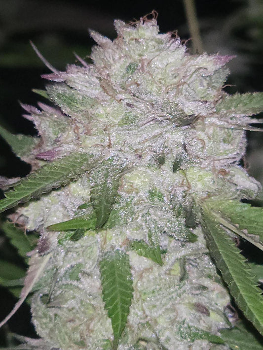 Brothers Grimm - Dimension 369