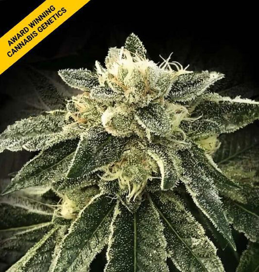 DNA Genetics - White Chocolope