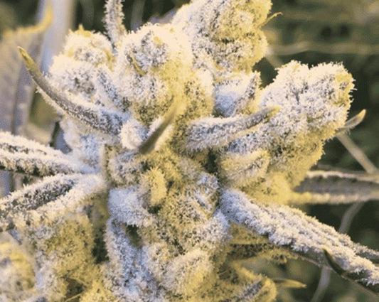 In House Genetics - Sugar Cane