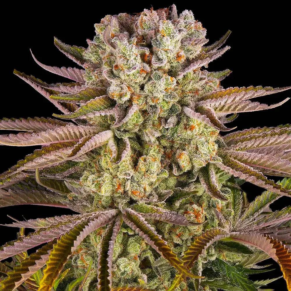 Barney's Farm - Pineapple Express