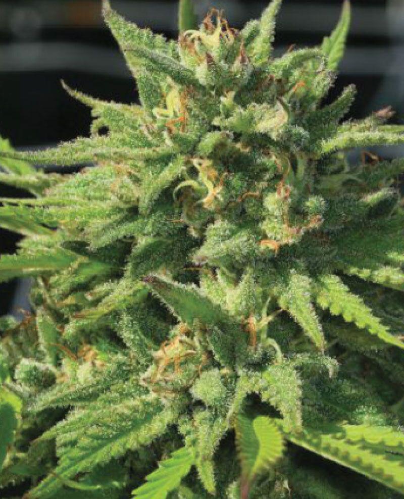 Humboldt - Bigfoot Glue