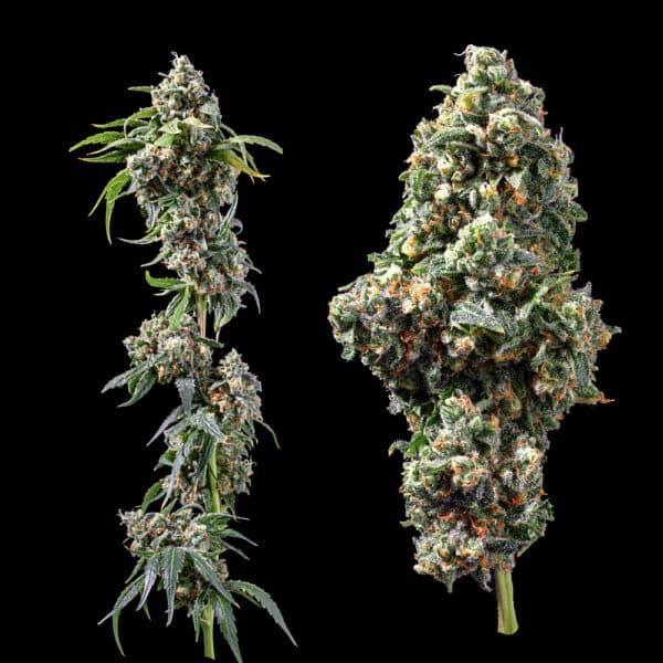 In House Genetics - Bruised Bananas
