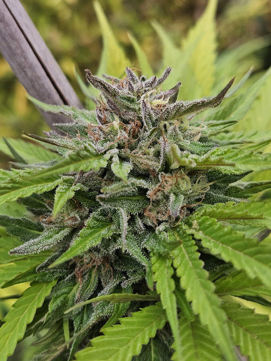 Equilibrium Genetics - Vietnamese Bluebeer