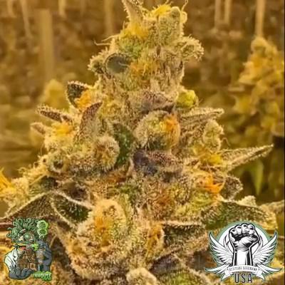 In House Genetics - Magento OG