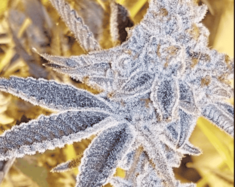 In House Genetics - Platinum Dosi