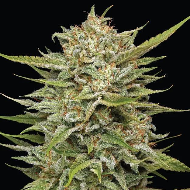 Humboldt - OG Kush