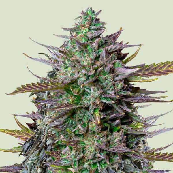 Royal Queen - Goat'lato