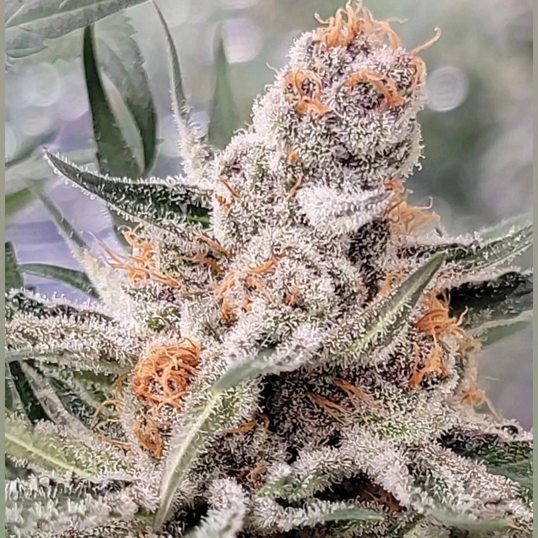 In House Genetics - Banana Midori