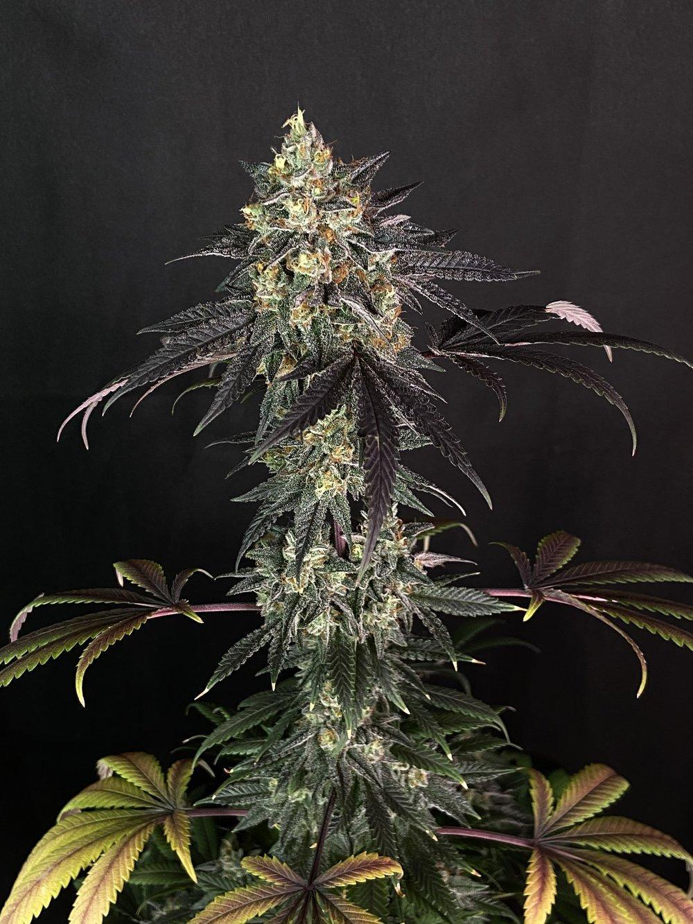 B.P. SEED CO - Bluesphemy F-2