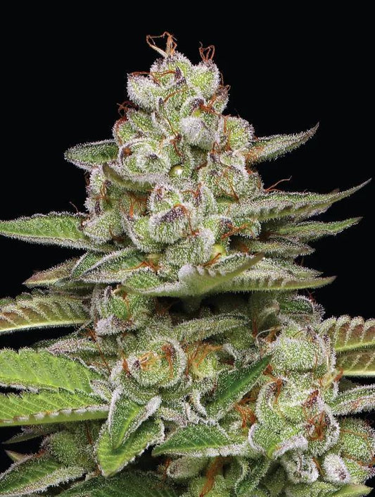 Humboldt - Poddy Mouth