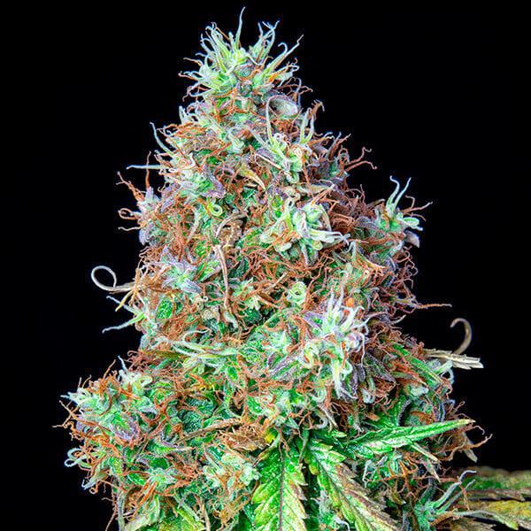 Royal Queen - Royal CBG Auto
