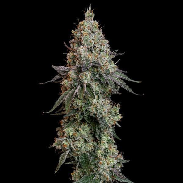 Royal Queen - Grape Ape