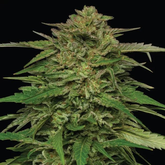 Humboldt - Mango Sherbert