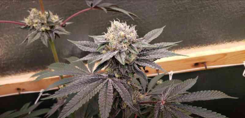 DOJO SEED CO. - Pepper Jelly