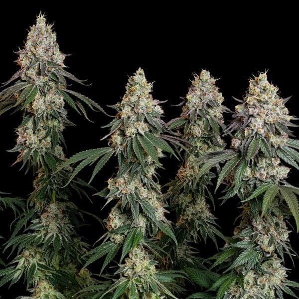 Royal Queen - Grape Ape