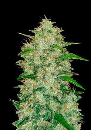 42 Fast Buds - Original Auto Chemdawg