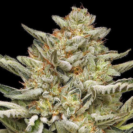 Humboldt - OG Triploid