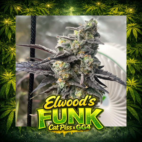 Elev8 - Elwoods Funk