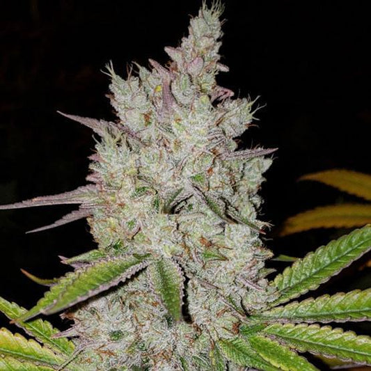 Ethos - Lilac Diesel Auto RBX2