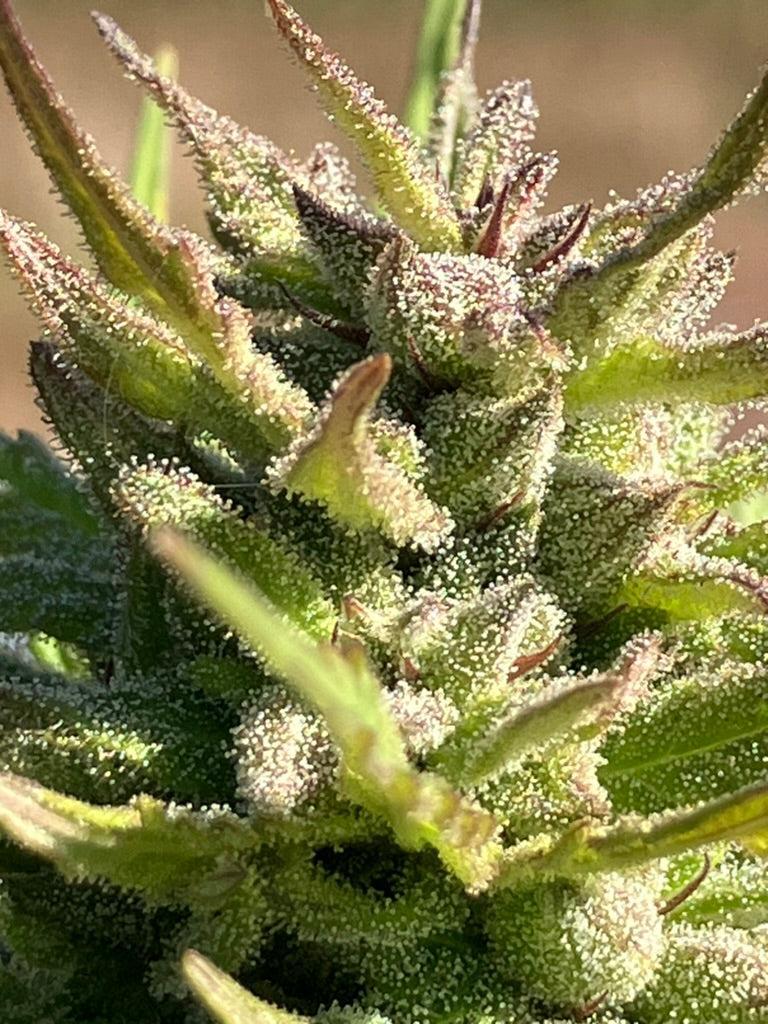 Lamb's Breath Seeds - Legend