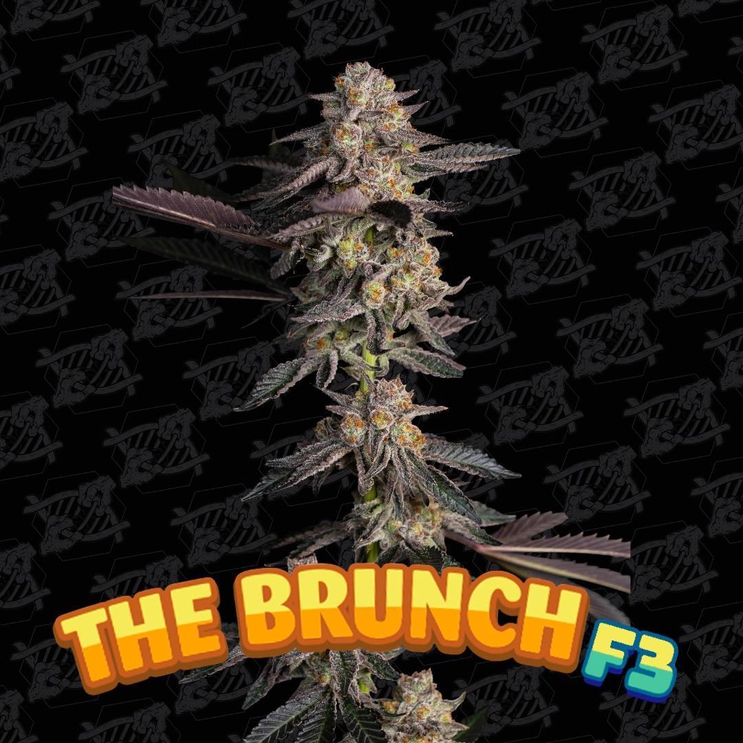 Dirty Bird - The Brunch F3 (R)