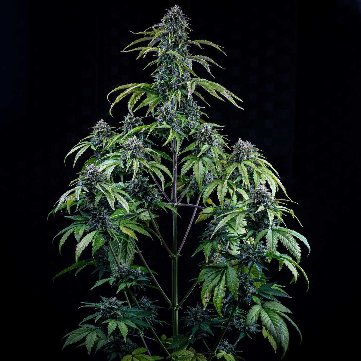Mephisto - 24 Carat
