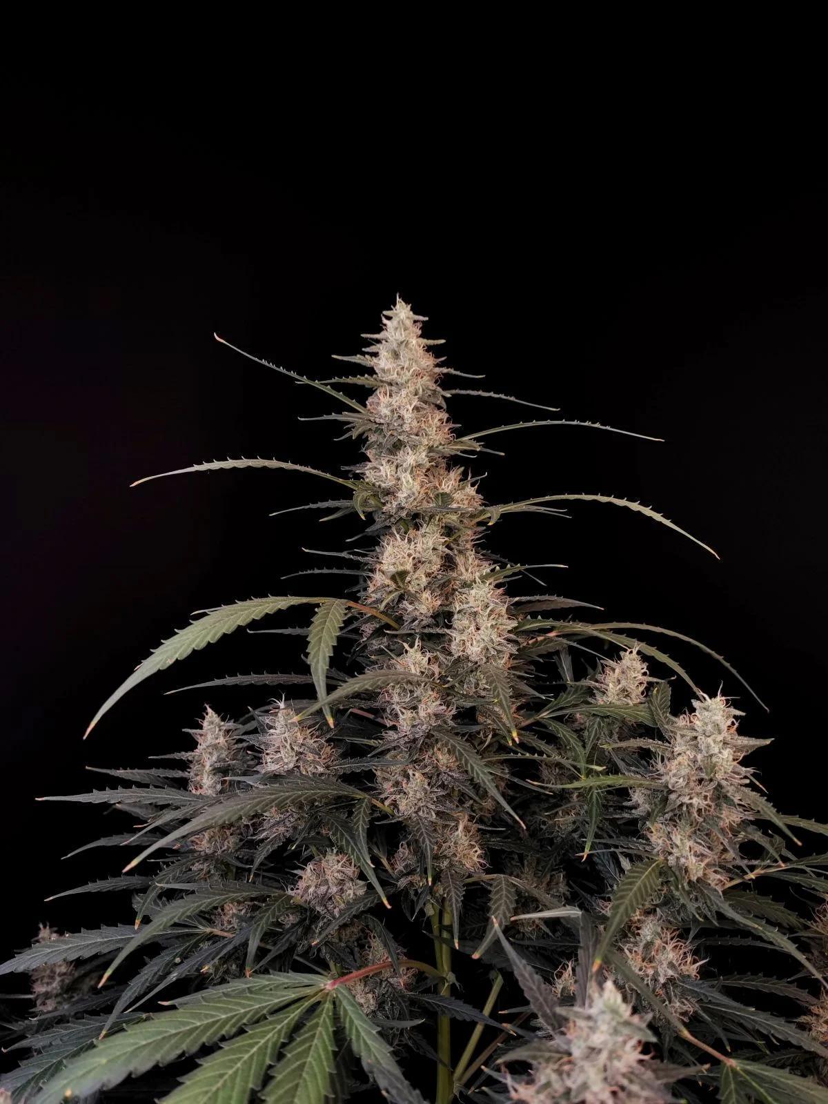 42 Fast Buds - Amnesia Haze