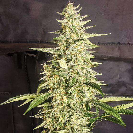 Ethos - Inzane Auto