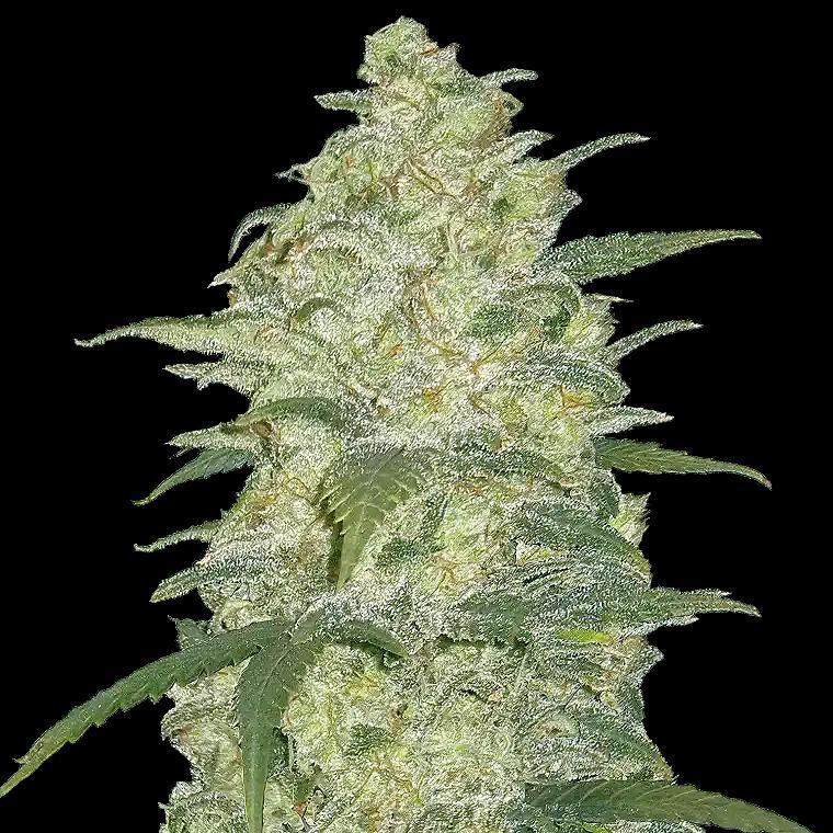 42 Fast Buds - Original White Widow