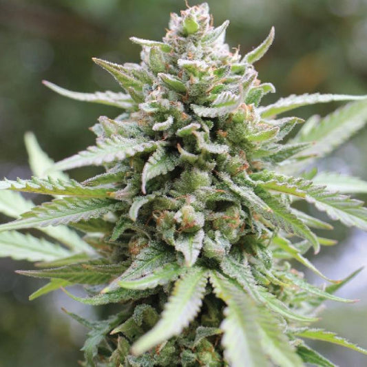 Humboldt - Lemongrass