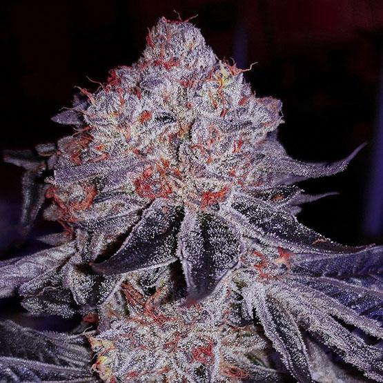 Ethos - Cherry Gar-See-Ya R1