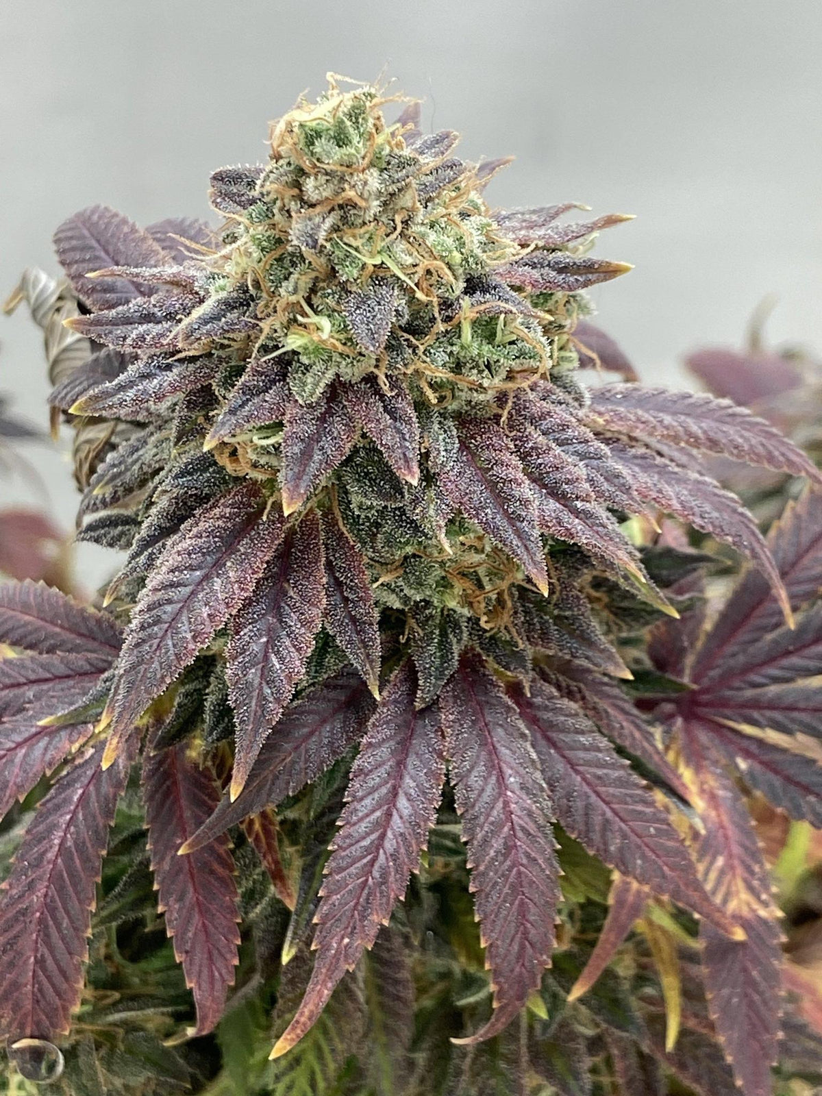 B.P. SEED CO - Purple Drip