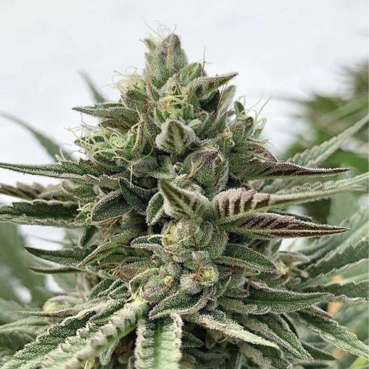 Humboldt - Pound Cake