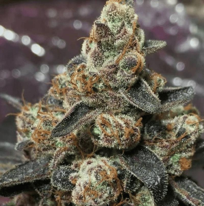In House Genetics - Gorilla Dosha V2