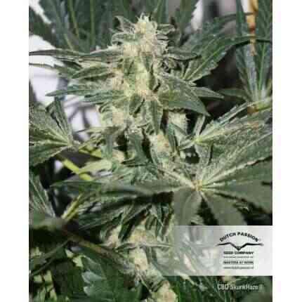 Dutch Passion - Cbd SkunkHaze