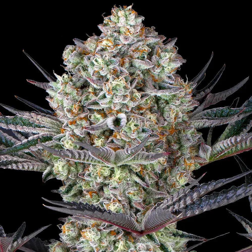 Barney's Farm - Dos Si Dos 33