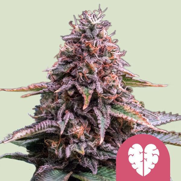 Royal Queen - Pink Mist