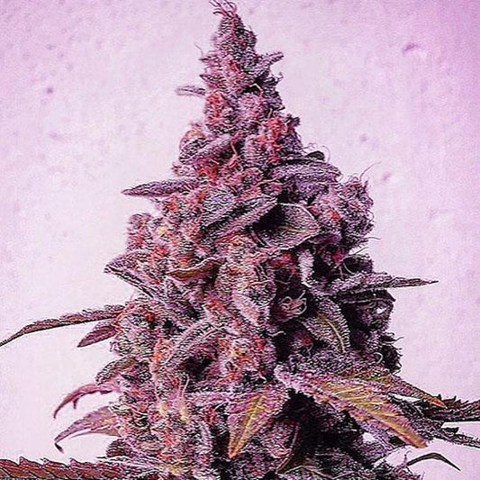 Ethos - Mandarin Zkittles R1