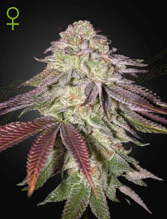 Green House Seed Co. - Sugarlato Auto