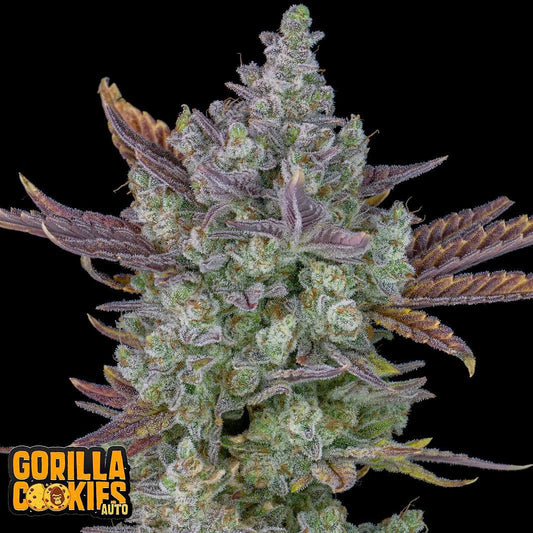 42 Fast Buds - Gorilla Cookies Auto