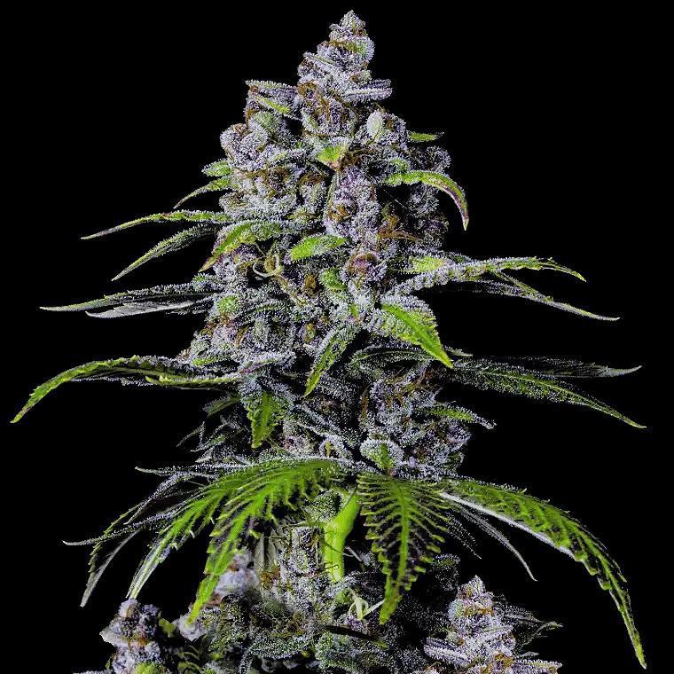 42 Fast Buds - Purple Lemonade FAST